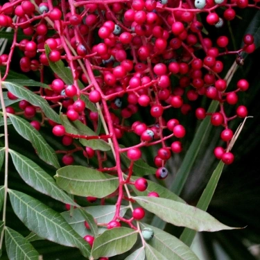 کلخنگ چه اثری در درمان لک صورت دارد؟